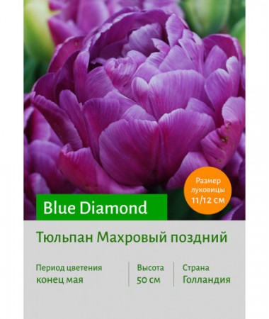Тюльпан Blue Diamond