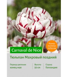 Тюльпан Carnaval de Nice