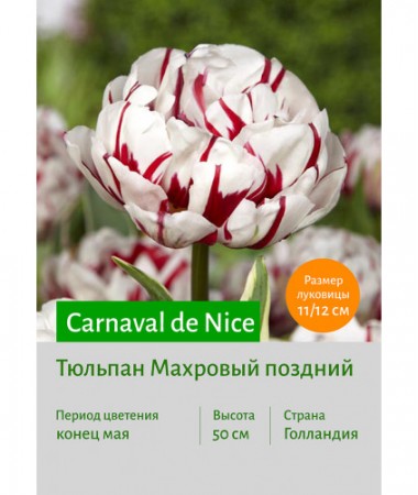 Тюльпан Carnaval de Nice