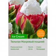 Тюльпан Ice Cream