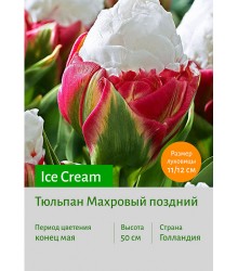 Тюльпан Ice Cream