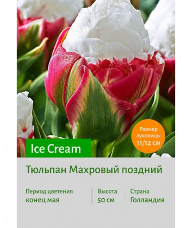 Тюльпан Ice Cream