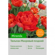 Тюльпан Miranda