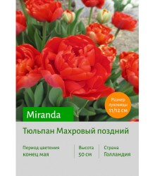 Тюльпан Miranda