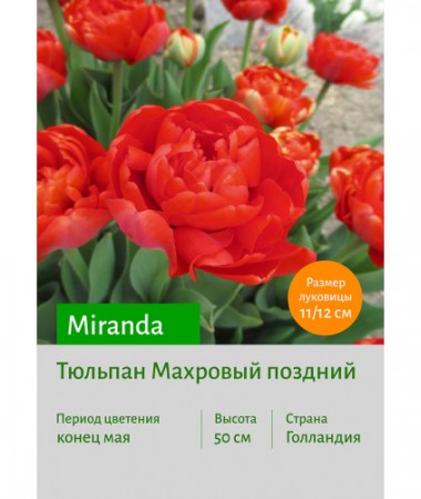 Тюльпан Miranda