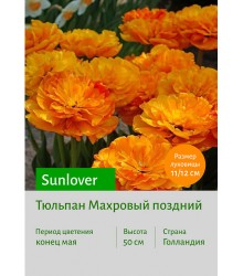 Тюльпан Sunlover