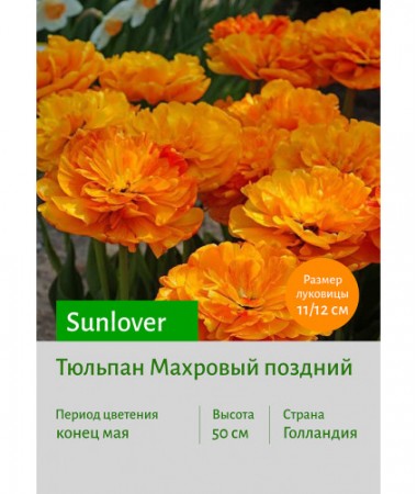 Тюльпан Sunlover