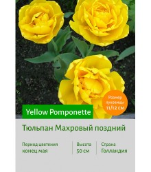 Тюльпан Yellow Pomponette