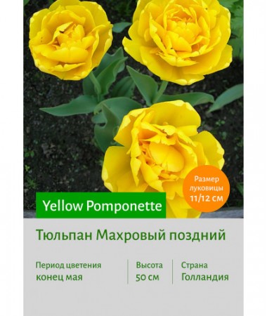 Тюльпан Yellow Pomponette