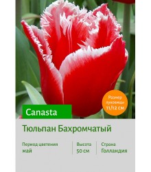 Тюльпан Canasta