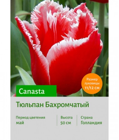 Тюльпан Canasta