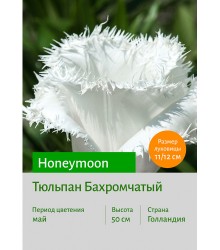 Тюльпан Honeymoon