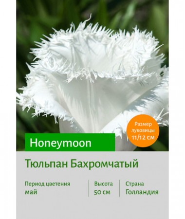 Тюльпан Honeymoon
