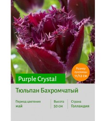 Тюльпан Purple Crystal