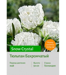 Тюльпан Snow Crystal