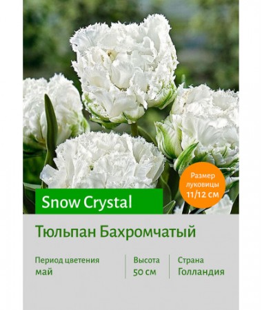 Тюльпан Snow Crystal