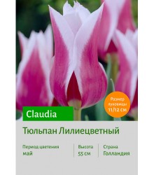 Тюльпан Claudia