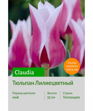 Тюльпан Claudia