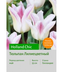 Тюльпан Holland Chic