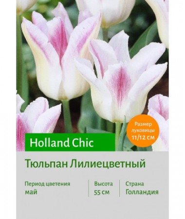 Тюльпан Holland Chic