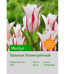 Тюльпан Marilyn
