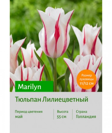 Тюльпан Marilyn