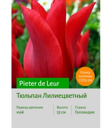 Тюльпан Pieter de Leur