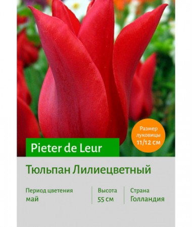 Тюльпан Pieter de Leur