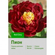 Пион Red Glory