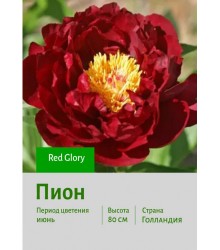 Пион Red Glory Пион Red Glory