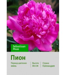 Пион Sebastiaan Maas Пион Sebastiaan Maas