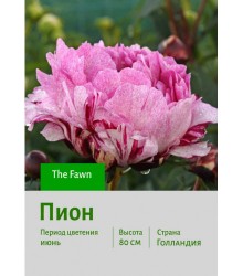 Пион The Fawn Пион The Fawn