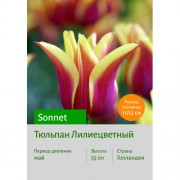 Тюльпан Sonnet