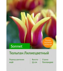 Тюльпан Sonnet