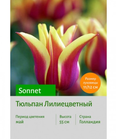 Тюльпан Sonnet