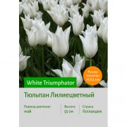 Тюльпан White Triumphator