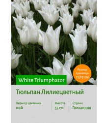Тюльпан White Triumphator