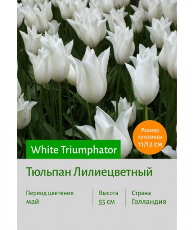 Тюльпан White Triumphator