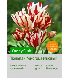 Тюльпан Candy Club