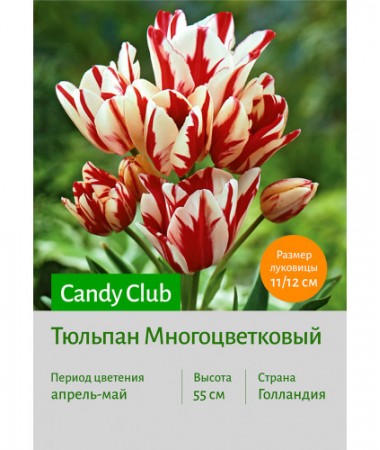 Тюльпан Candy Club