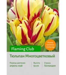 Тюльпан Flaming Club