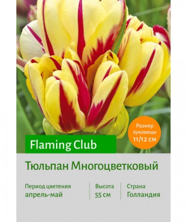 Тюльпан Flaming Club