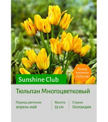 Тюльпан Sunshine Club