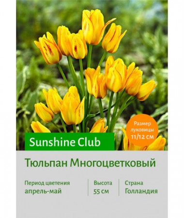 Тюльпан Sunshine Club