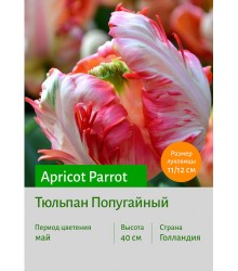 Тюльпан Apricot_Parrot