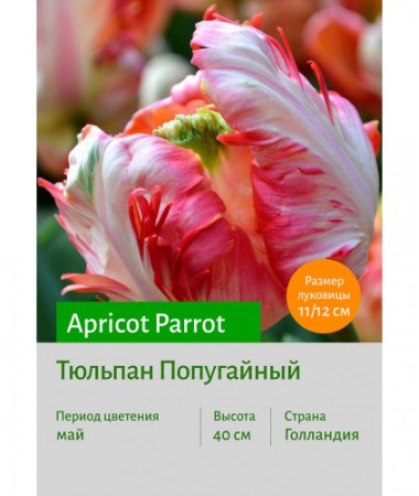Тюльпан Apricot_Parrot
