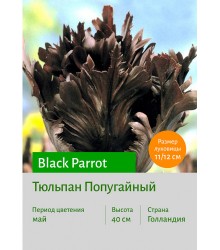 Тюльпан Black Parrot