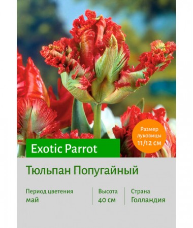 Тюльпан Exotic Parrot