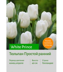 Тюльпан White Prince