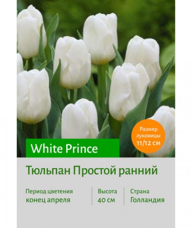 Тюльпан White Prince